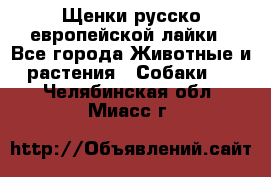 Щенки русско европейской лайки - Все города Животные и растения » Собаки   . Челябинская обл.,Миасс г.